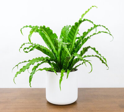 Bird's Nest Fern